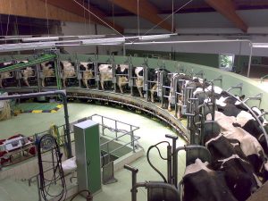 Milking Cows, Virus Breaking Global Food Supply Chain