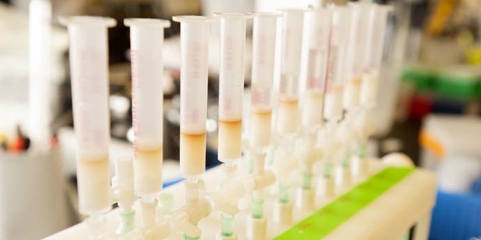 Samples of bovine milk are ready for analysis in the Daniela Barile Food Science Laboratory at UC Davis. (Gregory Urquiaga/UC Davis)