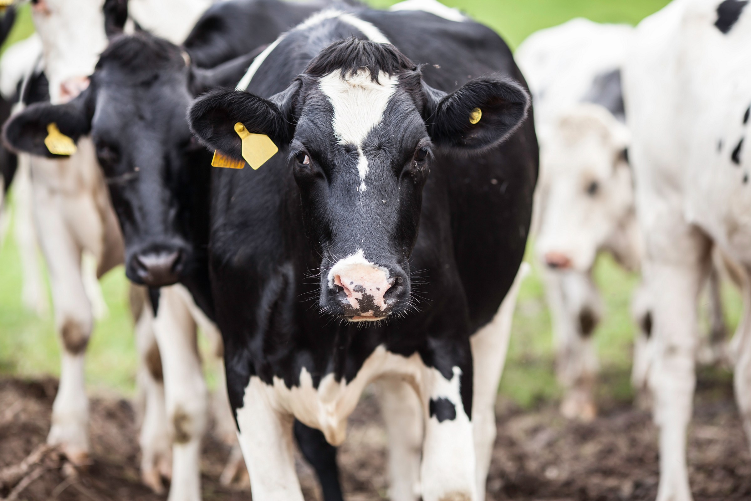 Friesian cow and herd leader