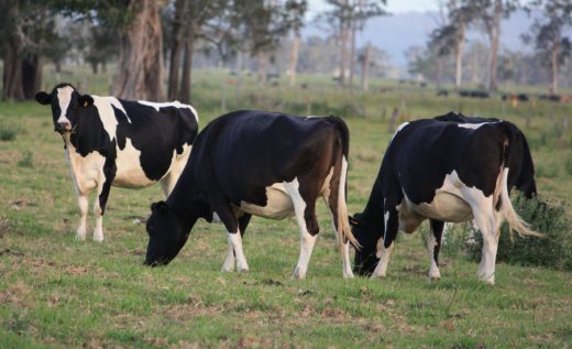 Friesian Dairy Cows