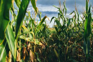 Cornfield Photo by Jesse Gardner on Unsplash, Nebraska and California partnering on ethanol