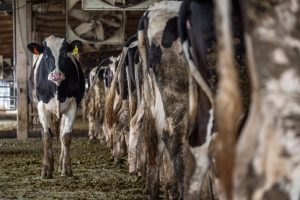 Dairy cows in Taiwan c. 2019 Photo by Jo-Anne McArthur on Unsplash