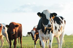 Cows grazing, representing the dairy farms affected by Hastings Creamery's closure